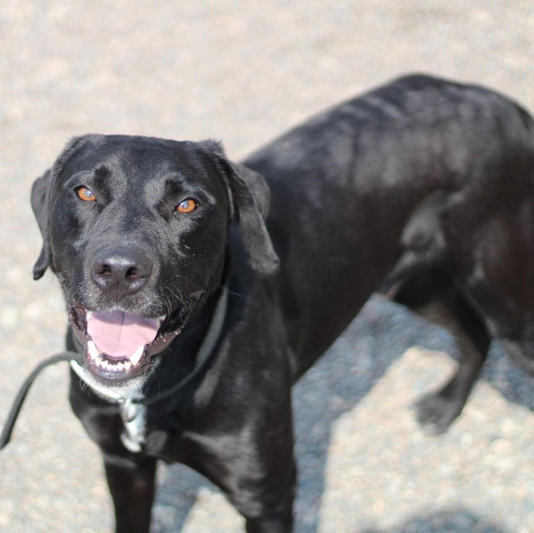 ~~ADOPTED!!~~
Hi! My name is Smoke. I'm a lab mix, 4 years old, 55 lbs, & I have a black coloring with just a bit of white here & there.

I was quite the menace when I came in! I ripped the door right off of one of the kennels one night & had a party in the back room! I've chilled out since then though, & I don't try to massacre every chain link I find. Not that I couldn't, but I might as well not cost these guys hundreds of dollars when they feed me & stuff, ya know? I make sure I let them know I could do it at any moment if I wanted, though! Gotta keep 'em on their toes, y'know what I'm sayin? I definitely live up to my name of 