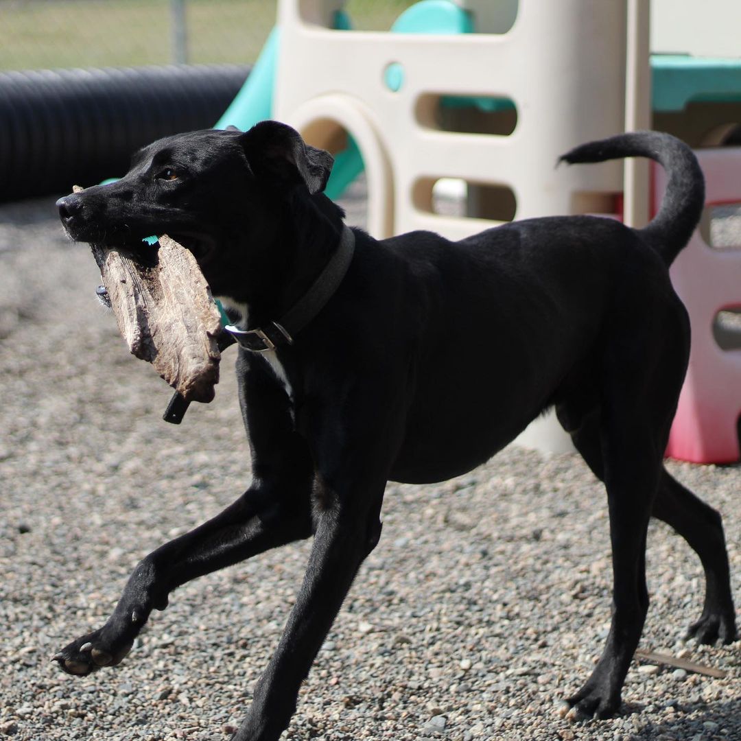 ~~ADOPTED!!~~
Hi! My name is Smoke. I'm a lab mix, 4 years old, 55 lbs, & I have a black coloring with just a bit of white here & there.

I was quite the menace when I came in! I ripped the door right off of one of the kennels one night & had a party in the back room! I've chilled out since then though, & I don't try to massacre every chain link I find. Not that I couldn't, but I might as well not cost these guys hundreds of dollars when they feed me & stuff, ya know? I make sure I let them know I could do it at any moment if I wanted, though! Gotta keep 'em on their toes, y'know what I'm sayin? I definitely live up to my name of 