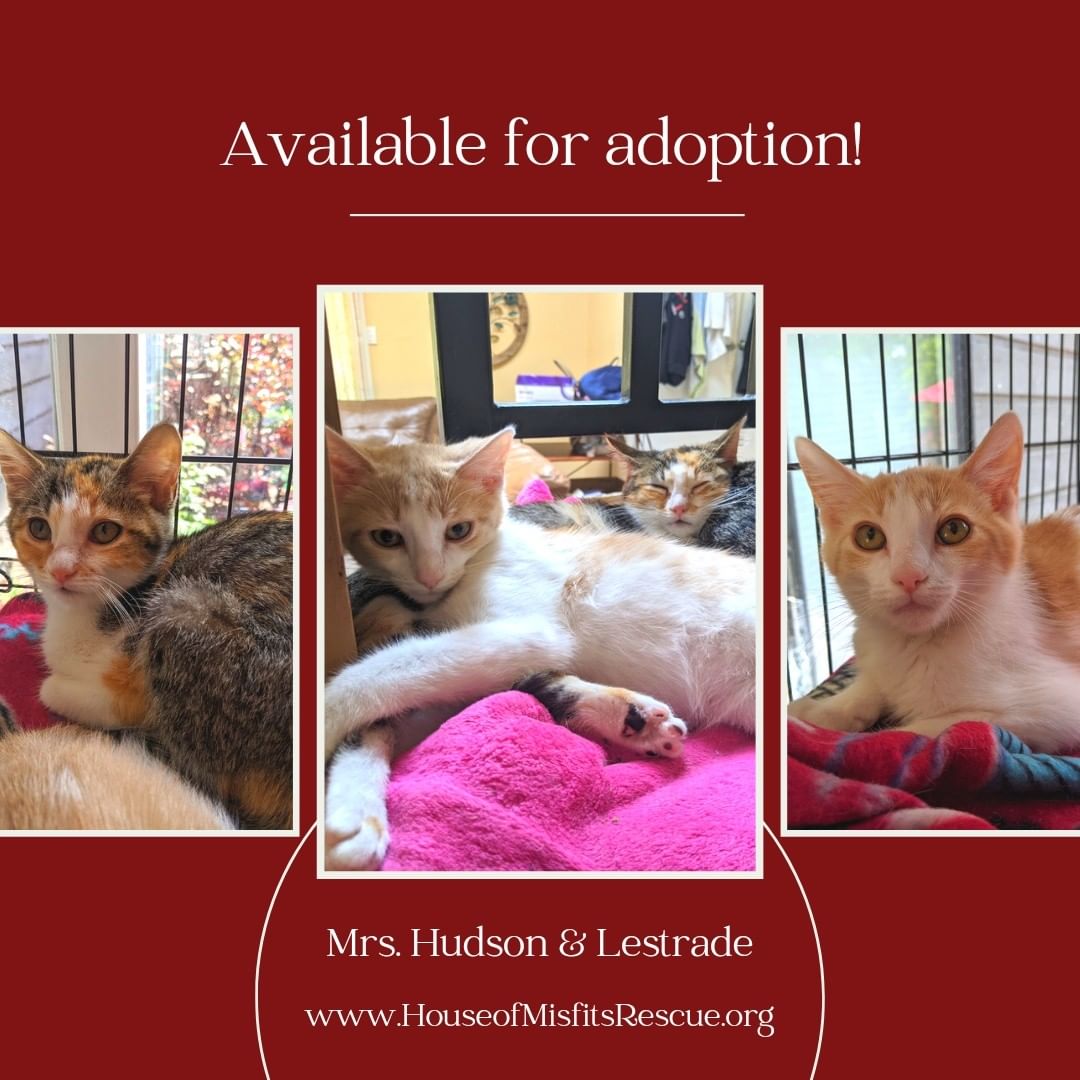 Hey there! We're Mrs Hudson and Lestrade. We are part of a litter of kittens (and a wonderful momma) who were all trapped by a kind lady. While our momma is super friendly, we're all a little more shy in our own ways. Our foster momma describes Mrs. Hudson as adorable but slightly shy and Lestrade as a playful pack member. We LOVE to cuddle with each other and foster sibling Jessie. Lestrade is a little more hands on playful than Mrs. Hudson, but both of us enjoy mice and crinkle balls. We balance each other out nicely! To read more about us and to apply, click the links below!

Mrs. Hudson - https://petlover.petstablished.com/pets/public/1168080?awo=House+of+Misfits+Rescue&widget=false

Lestrade - https://petlover.petstablished.com/pets/public/1168078?awo=House+of+Misfits+Rescue&widget=false

Please note that kittens need to be adopted in pairs or to a home with an existing playful animal.  This is to prevent what is commonly referred to as 