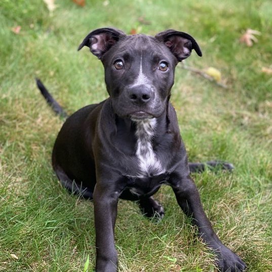 Adopt Marshall🐾 Marshall is about 12-14 weeks old and super sweet! 
Marshall is big time cuddle bug! He loves being held, being with you, and snuggling with you💚 Marshall has fun exploring in the yard and playing with his foster’s dogs🐶 He is mellow and so loving… he is the perfect combination of playful and calm. Marshall is very friendly with everyone he meets and he is even ok with his foster’s cat🐱
Marshall is ready to start his journey to a happy life. Is it with you? You will not meet a sweeter pup and we are sure when me meets you he loves will give you puppy kisses! To adopt Marshall, please email FureverHomeDogRescue@gmail.com
www.FHDR.petfinder.com
<a target='_blank' href='https://www.instagram.com/explore/tags/fureverhomedogrescue/'>#fureverhomedogrescue</a> <a target='_blank' href='https://www.instagram.com/explore/tags/fhdr/'>#fhdr</a> <a target='_blank' href='https://www.instagram.com/explore/tags/rescuepup/'>#rescuepup</a> <a target='_blank' href='https://www.instagram.com/explore/tags/pupforadoption/'>#pupforadoption</a> <a target='_blank' href='https://www.instagram.com/explore/tags/adoptdontshop/'>#adoptdontshop</a> <a target='_blank' href='https://www.instagram.com/explore/tags/fureverhomeneeded/'>#fureverhomeneeded</a>