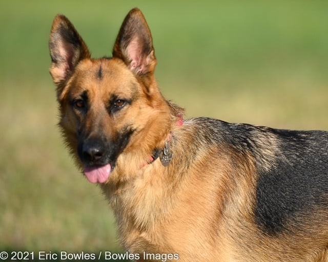 ❤🐾Sasha is a purebred German shepherd who has good obedience skills, is house trained, crate trained, gets along great with other dogs and would love a home 🏡where she can spend a lot of time with her owners.  Sasha bonds deeply with her people- so deeply (like most GSDs) that she can be over protective of her people and needs an owner willing to train.  She is somewhat timid in new situations and needs socialization to overcome this obstacle.  Sasha is a young, active 3 years old, loves her walks, water and playing with her people.  Due to her overprotective nature, she will not be adopted to a home with children and needs a savvy and experienced owner.  This beautiful girl is available for adoption now.  If you want a great dog who can keep up with your exercise and already has all the house skills you want, come meet this girl!  She is 3 years old.

PLEASE SHARE!
🐾 apply to adopt at www.CaninePetRescue.com
🐾donate at https://caninepetrescue.networkforgood.com/