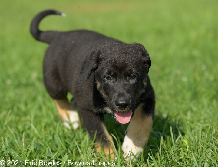 🐾🐾PUPPIES🐾🐾Liberty's puppies are ready for potential adopters to apply! Puppies will be adopted to homes where their people are around to house train and set them up for a successful life. 

Liberty the mom is a black German Shepherd Dog, we do not know the breed of dad, other than handsome and large ! 

👇
PLEASE SHARE!
🐾 apply to adopt at www.CaninePetRescue.com
🐾donate at https://caninepetrescue.networkforgood.com/