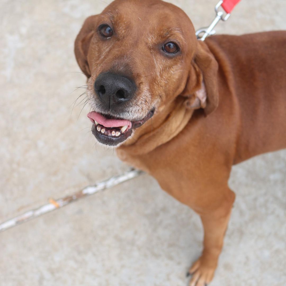 Who is looking for a best friend?!? LuLu is your gal!! 

Our sweet Lu is still stuck in boarding.. she is a very nice lady with so much love to give! She has been around other dogs and done very well. She’s house trained, and sometimes knows sit :)) LuLu is good car rider and loves to ride shotgun! 

If you are interested in LuLu please DM us!