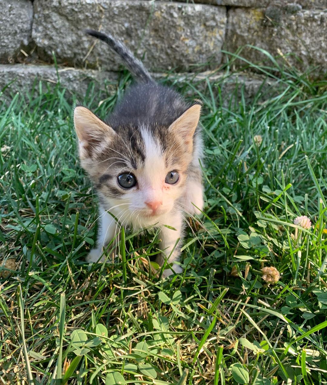 It is still kitten season here at BMHA! 

These sweet babies are part of the Veggie kitten litter, found by our National Guard in a humvee near the La Grande Airport. All EIGHT of them are now thriving and ready to be adopted! 

Visit our website bmhumane.org to see more available animals looking for their furr-ever homes.