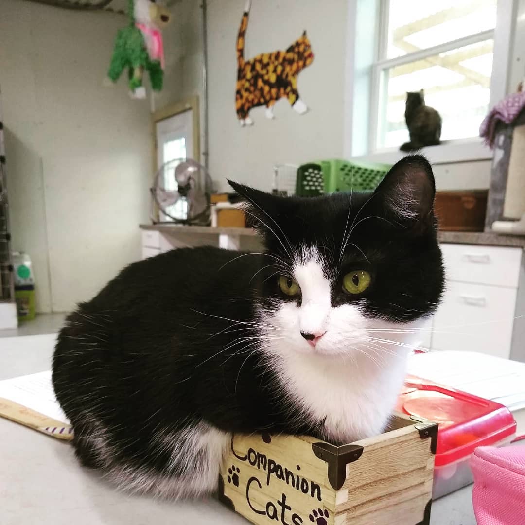 If I fits. I sits.  This helpful adorable feline Ellie is up for adoption.