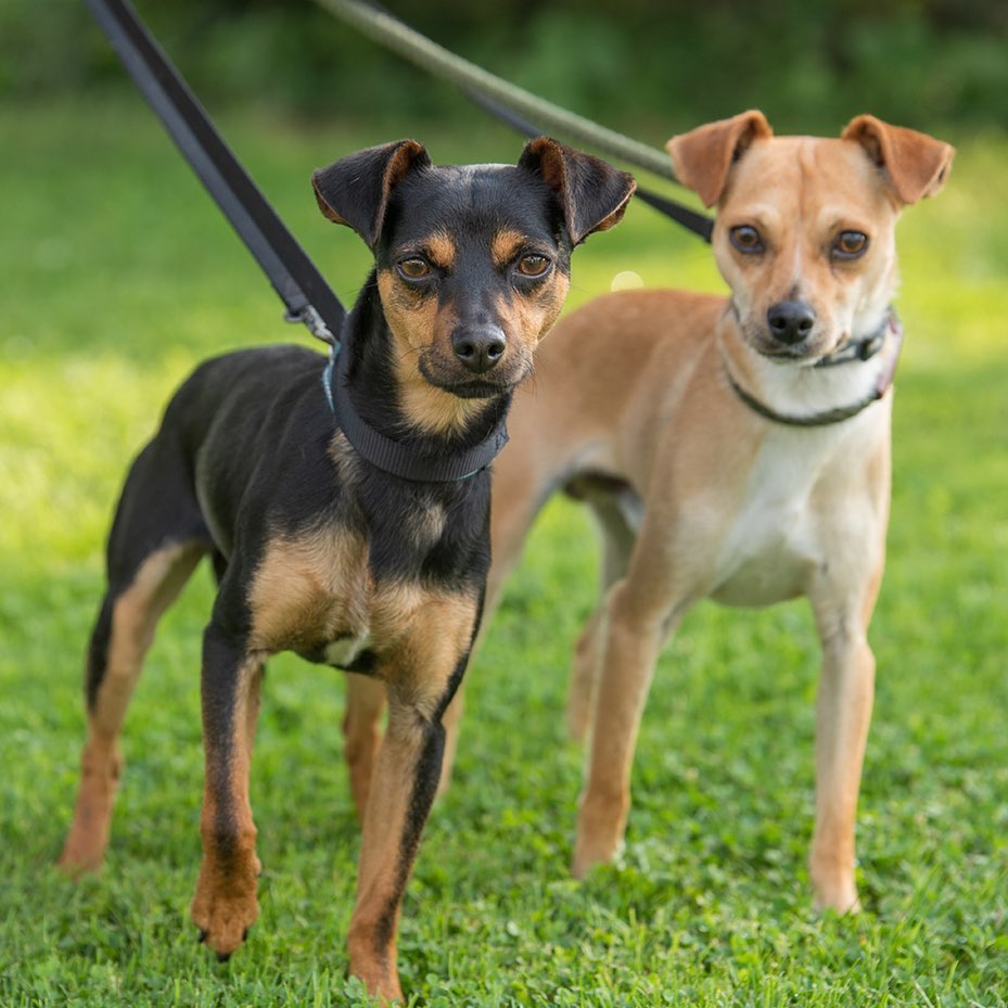 Rhys and Sirius, two little goofy fellas, would love a home together.  <a target='_blank' href='https://www.instagram.com/explore/tags/nccr/'>#nccr</a> <a target='_blank' href='https://www.instagram.com/explore/tags/northernchautauquacaninerescue/'>#northernchautauquacaninerescue</a> <a target='_blank' href='https://www.instagram.com/explore/tags/chihuahuamixes/'>#chihuahuamixes</a> <a target='_blank' href='https://www.instagram.com/explore/tags/bondedpair/'>#bondedpair</a>