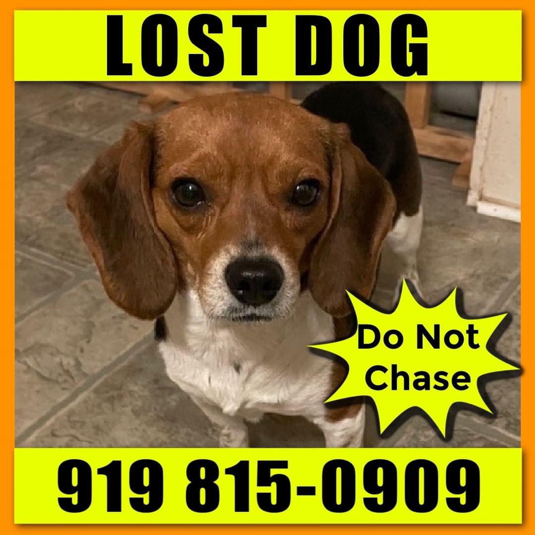 Lost at Poplar Point Campground at Jordan Lake in Apex.  Do not chase; call the number on the flyer with sightings.  Last seen on Loop F.  Again, DO NOT CHASE; CALL 919 815-0909 WITH SIGHTINGS.