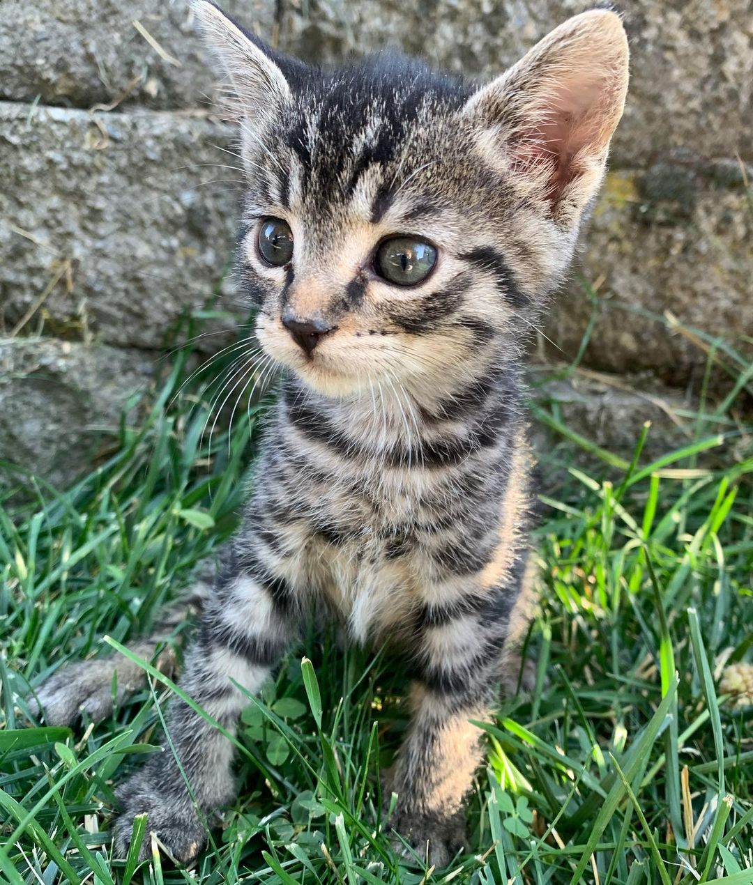 It is still kitten season here at BMHA! 

These sweet babies are part of the Veggie kitten litter, found by our National Guard in a humvee near the La Grande Airport. All EIGHT of them are now thriving and ready to be adopted! 

Visit our website bmhumane.org to see more available animals looking for their furr-ever homes.