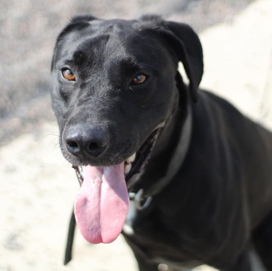 ~~ADOPTED!!~~
Hi! My name is Smoke. I'm a lab mix, 4 years old, 55 lbs, & I have a black coloring with just a bit of white here & there.

I was quite the menace when I came in! I ripped the door right off of one of the kennels one night & had a party in the back room! I've chilled out since then though, & I don't try to massacre every chain link I find. Not that I couldn't, but I might as well not cost these guys hundreds of dollars when they feed me & stuff, ya know? I make sure I let them know I could do it at any moment if I wanted, though! Gotta keep 'em on their toes, y'know what I'm sayin? I definitely live up to my name of 