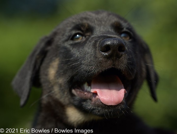 🐾🐾PUPPIES🐾🐾Liberty's puppies are ready for potential adopters to apply! Puppies will be adopted to homes where their people are around to house train and set them up for a successful life. 

Liberty the mom is a black German Shepherd Dog, we do not know the breed of dad, other than handsome and large ! 

👇
PLEASE SHARE!
🐾 apply to adopt at www.CaninePetRescue.com
🐾donate at https://caninepetrescue.networkforgood.com/