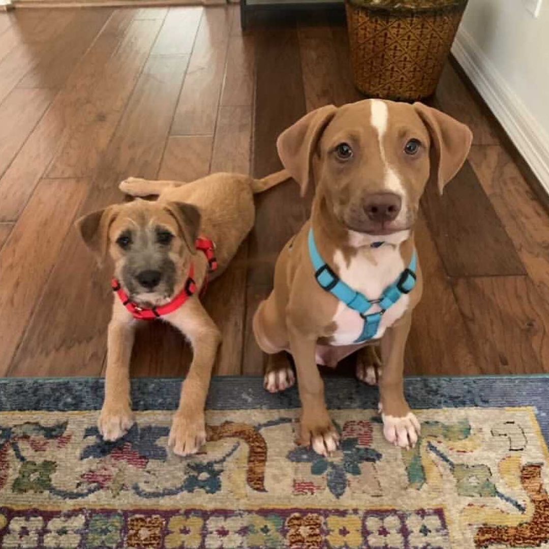 .

‼️URGENT‼️
Houston, TX

My sister Dixie and I (Scout) are in desperate need of a committed foster who can take care of us until we get adopted. My current foster mom is amazing and so loving,  but she is in the medical field and lately her hours have been very long. She is not able to give us the proper attention we need as we are  only 4 months and require a lot of play time and puppy training. 

We are too young to go to boarding, as we are not fully vaccinated yet. We truly prefer to have a forever home, so if you are wanting to add one of us to your pack, please go to www.bravebullyrescue.org and submit a foster or better yet, and adoption application! 

We love other dogs, cats and children! Our perfect family will be one that is very active and loves adventures! We sure do! 😃 

We really need your help by this weekend! Please contact @bravebullyrescue if you can help us.
.
.
.
<a target='_blank' href='https://www.instagram.com/explore/tags/BraveBullyRescue/'>#BraveBullyRescue</a> <a target='_blank' href='https://www.instagram.com/explore/tags/Advocate/'>#Advocate</a> <a target='_blank' href='https://www.instagram.com/explore/tags/Educate/'>#Educate</a> <a target='_blank' href='https://www.instagram.com/explore/tags/Rescue/'>#Rescue</a> <a target='_blank' href='https://www.instagram.com/explore/tags/Adopt/'>#Adopt</a> <a target='_blank' href='https://www.instagram.com/explore/tags/cowardsfightpitbulls/'>#cowardsfightpitbulls</a> <a target='_blank' href='https://www.instagram.com/explore/tags/thecourageousfightforthem/'>#thecourageousfightforthem</a> <a target='_blank' href='https://www.instagram.com/explore/tags/RescueIsMyFavoriteBreed/'>#RescueIsMyFavoriteBreed</a> <a target='_blank' href='https://www.instagram.com/explore/tags/PunishTheDeedNotTheBreed/'>#PunishTheDeedNotTheBreed</a> <a target='_blank' href='https://www.instagram.com/explore/tags/AdoptDontShop/'>#AdoptDontShop</a> <a target='_blank' href='https://www.instagram.com/explore/tags/bullylove/'>#bullylove</a> <a target='_blank' href='https://www.instagram.com/explore/tags/PitBullLife/'>#PitBullLife</a> <a target='_blank' href='https://www.instagram.com/explore/tags/PitBullsRock/'>#PitBullsRock</a> <a target='_blank' href='https://www.instagram.com/explore/tags/BraveBullyRescueRocks/'>#BraveBullyRescueRocks</a> <a target='_blank' href='https://www.instagram.com/explore/tags/pitbullsofinstagram/'>#pitbullsofinstagram</a> <a target='_blank' href='https://www.instagram.com/explore/tags/DontBullyMyBreed/'>#DontBullyMyBreed</a> <a target='_blank' href='https://www.instagram.com/explore/tags/FostersAreHeroes/'>#FostersAreHeroes</a> <a target='_blank' href='https://www.instagram.com/explore/tags/FostersSaveLives/'>#FostersSaveLives</a> <a target='_blank' href='https://www.instagram.com/explore/tags/makepitbullsgreatagain/'>#makepitbullsgreatagain</a> <a target='_blank' href='https://www.instagram.com/explore/tags/pitbullslivesmatter/'>#pitbullslivesmatter</a> <a target='_blank' href='https://www.instagram.com/explore/tags/donateforacause/'>#donateforacause</a> <a target='_blank' href='https://www.instagram.com/explore/tags/endanimalcruelty/'>#endanimalcruelty</a>