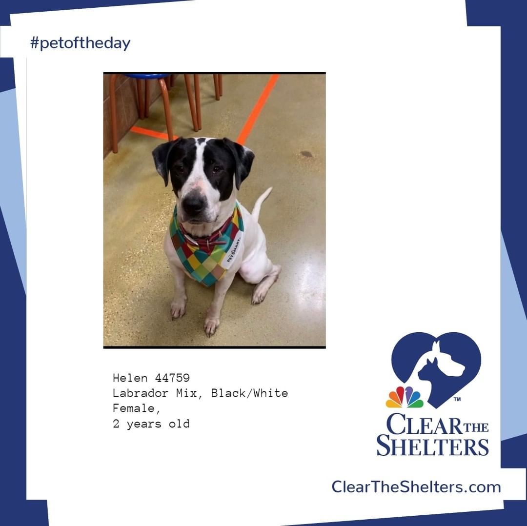 Helen <a target='_blank' href='https://www.instagram.com/explore/tags/petoftheday/'>#petoftheday</a> <a target='_blank' href='https://www.instagram.com/explore/tags/cleartheshelters/'>#cleartheshelters</a> @greatergoodcharities  @werescue.pet  @hillspet