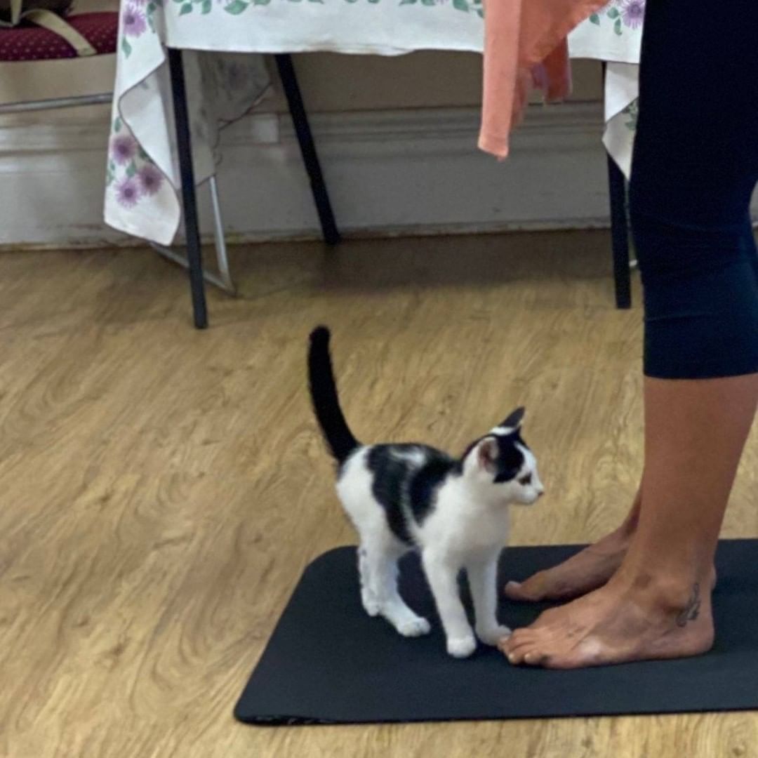 Kitten and Cat yoga is coming back!  Save the date, Saturday September 11.  Stay tuned for more details.  And look for more info at Salmonanimalshelter.com.  <a target='_blank' href='https://www.instagram.com/explore/tags/salmonanimalshelter/'>#salmonanimalshelter</a> <a target='_blank' href='https://www.instagram.com/explore/tags/SASKittenYourYogaOn/'>#SASKittenYourYogaOn</a> <a target='_blank' href='https://www.instagram.com/explore/tags/lat45crossfit/'>#lat45crossfit</a>