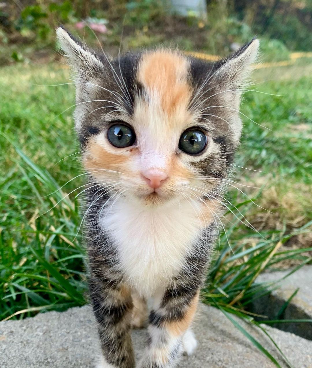 It is still kitten season here at BMHA! 

These sweet babies are part of the Veggie kitten litter, found by our National Guard in a humvee near the La Grande Airport. All EIGHT of them are now thriving and ready to be adopted! 

Visit our website bmhumane.org to see more available animals looking for their furr-ever homes.