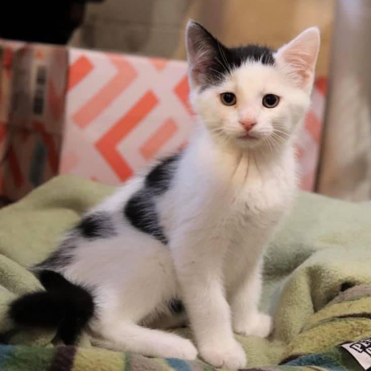 Approx DOB: April 2021

Hi! My name is Marvin (ID<a target='_blank' href='https://www.instagram.com/explore/tags/21091/'>#21091</a>). My foster mom calls me Marvin the moo cow cat because I am white with black spots like a cow. She is silly! I LOVE to be with people and to snuggle. Right now, I get to snuggle with my siblings - Annie, Mollie, Nellie, Marlin, Noah, and Liam. I would love to be adopted with one of them so we could snuggle with you. I love plastic toy straws and will run around growling when I have one of them in my mouth. But really, I haven't met a toy yet that I have not loved to play with. Do you have room in your home and your heart for two of us? Hope so and hope we get to meet you soon. I will be ready to go home with you at the end of August.

Please note: Cats and kittens are social creatures and greatly benefit from being with other pets; therefore, kittens under the age of 6 months cannot be adopted as single pets.

All cats are vaccinated, dewormed, treated with flea preventative, tested negative for FeLV/FIV, microchipped, and spayed/neutered prior to adoption. 

Adoption application, phone interview, home visit, and adoption fee required (+ PA Sales tax). Adoption fees are: 
Baby (Kittens up to 1 year) = $125
Young & Adult (1-7 years) = $100
Seniors (8+ years) = $80

Please also read our Core Values prior to applying at www.furryfriendsnetwork.com/adopt/our-expectations.

If you are interested in adopting a cat(s), we ask that you complete an on-line adoption application to get the process started. To apply, simply go to www.furryfriendsnetwork.com