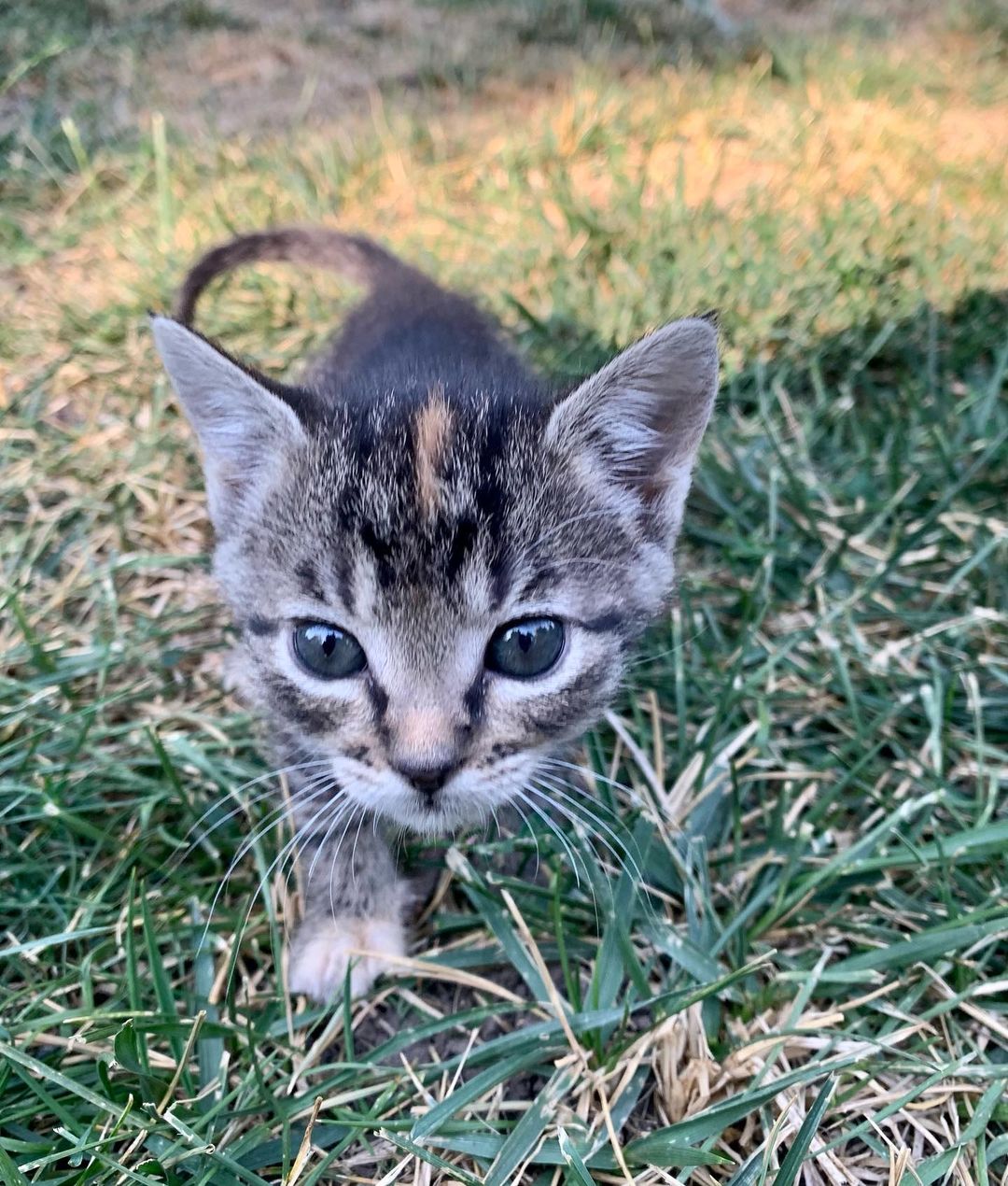 It is still kitten season here at BMHA! 

These sweet babies are part of the Veggie kitten litter, found by our National Guard in a humvee near the La Grande Airport. All EIGHT of them are now thriving and ready to be adopted! 

Visit our website bmhumane.org to see more available animals looking for their furr-ever homes.