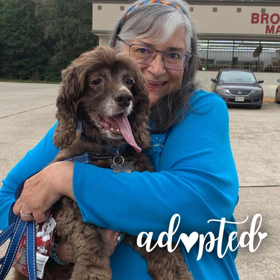 Let’s hear a Wednesday wawhoooooo!! Wyatt has found his perfect forever home.

Sweet treats and happy tails!

.
.
.
.
.
. 
.
.
<a target='_blank' href='https://www.instagram.com/explore/tags/petsgram/'>#petsgram</a> <a target='_blank' href='https://www.instagram.com/explore/tags/puppylove/'>#puppylove</a> <a target='_blank' href='https://www.instagram.com/explore/tags/csreasttexas/'>#csreasttexas</a> <a target='_blank' href='https://www.instagram.com/explore/tags/texasrescue/'>#texasrescue</a> <a target='_blank' href='https://www.instagram.com/explore/tags/cockerkids/'>#cockerkids</a> <a target='_blank' href='https://www.instagram.com/explore/tags/cockerinn/'>#cockerinn</a> <a target='_blank' href='https://www.instagram.com/explore/tags/texasrescuedogs/'>#texasrescuedogs</a> <a target='_blank' href='https://www.instagram.com/explore/tags/cockerspaniel/'>#cockerspaniel</a> <a target='_blank' href='https://www.instagram.com/explore/tags/foster/'>#foster</a> <a target='_blank' href='https://www.instagram.com/explore/tags/rescuedog/'>#rescuedog</a> <a target='_blank' href='https://www.instagram.com/explore/tags/adoptdontshop/'>#adoptdontshop</a> <a target='_blank' href='https://www.instagram.com/explore/tags/adoptedismyfavoritebreed/'>#adoptedismyfavoritebreed</a> <a target='_blank' href='https://www.instagram.com/explore/tags/texascockerspaniel/'>#texascockerspaniel</a> <a target='_blank' href='https://www.instagram.com/explore/tags/texasdog/'>#texasdog</a> <a target='_blank' href='https://www.instagram.com/explore/tags/ilovecockerspaniels/'>#ilovecockerspaniels</a> <a target='_blank' href='https://www.instagram.com/explore/tags/spanielsofinstagram/'>#spanielsofinstagram</a> <a target='_blank' href='https://www.instagram.com/explore/tags/opttoadopt/'>#opttoadopt</a> <a target='_blank' href='https://www.instagram.com/explore/tags/opttoadopthouston/'>#opttoadopthouston</a> <a target='_blank' href='https://www.instagram.com/explore/tags/adoptafurryfriendinneed/'>#adoptafurryfriendinneed</a>