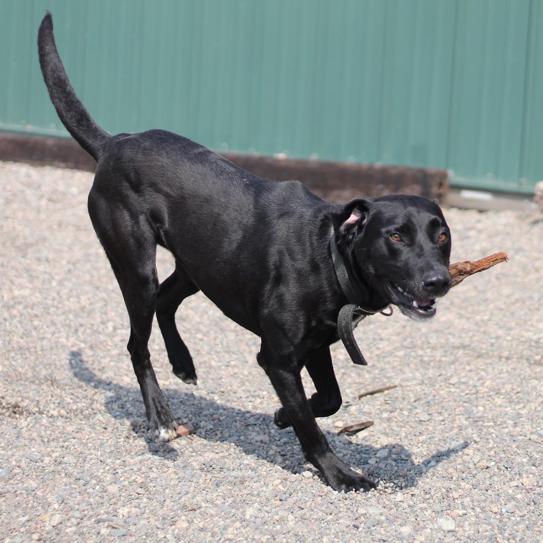 ~~ADOPTED!!~~
Hi! My name is Smoke. I'm a lab mix, 4 years old, 55 lbs, & I have a black coloring with just a bit of white here & there.

I was quite the menace when I came in! I ripped the door right off of one of the kennels one night & had a party in the back room! I've chilled out since then though, & I don't try to massacre every chain link I find. Not that I couldn't, but I might as well not cost these guys hundreds of dollars when they feed me & stuff, ya know? I make sure I let them know I could do it at any moment if I wanted, though! Gotta keep 'em on their toes, y'know what I'm sayin? I definitely live up to my name of 