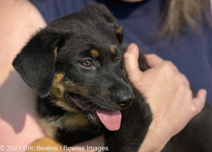 🐾🐾PUPPIES🐾🐾Liberty's puppies are ready for potential adopters to apply! Puppies will be adopted to homes where their people are around to house train and set them up for a successful life. 

Liberty the mom is a black German Shepherd Dog, we do not know the breed of dad, other than handsome and large ! 

👇
PLEASE SHARE!
🐾 apply to adopt at www.CaninePetRescue.com
🐾donate at https://caninepetrescue.networkforgood.com/