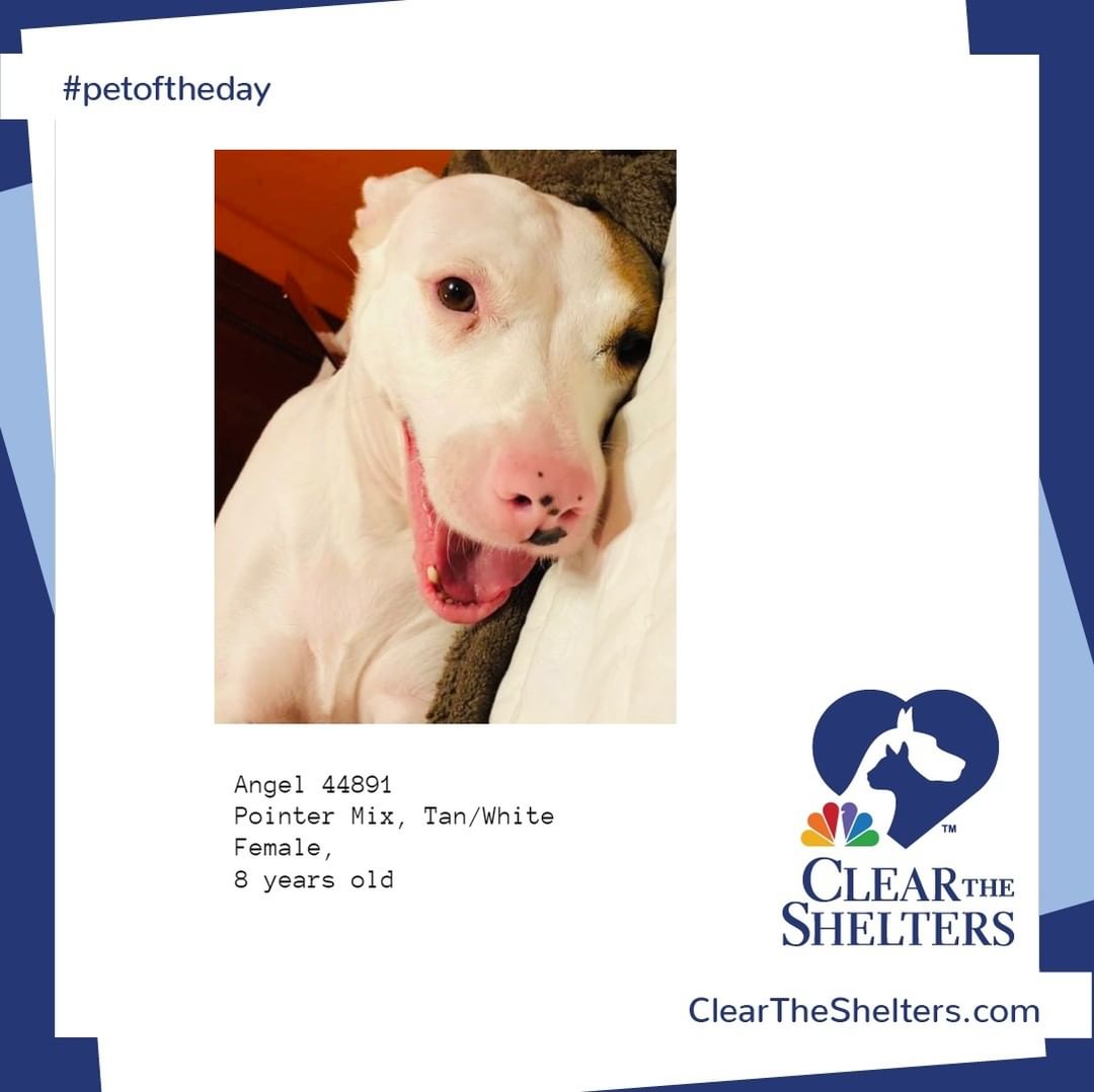 Angel <a target='_blank' href='https://www.instagram.com/explore/tags/petoftheday/'>#petoftheday</a> <a target='_blank' href='https://www.instagram.com/explore/tags/cleartheshelters/'>#cleartheshelters</a> @greatergoodcharities  @werescue.pet  @hillspet @iheartdogscom