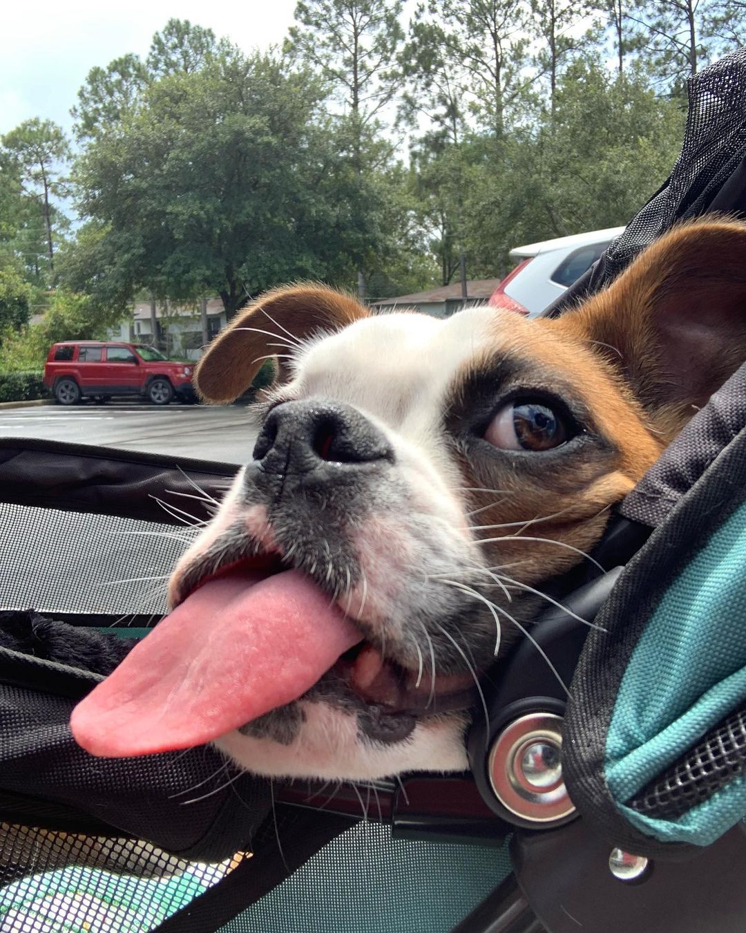 Got her! We’re taking this girl home! Thank you to Dr. Herman and staff at Blue Pearl Gainesville for giving her the best care. Lots to do to get Melody comfy at home.