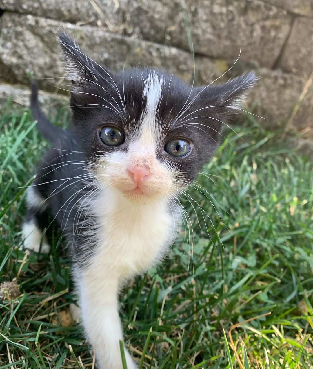 It is still kitten season here at BMHA! 

These sweet babies are part of the Veggie kitten litter, found by our National Guard in a humvee near the La Grande Airport. All EIGHT of them are now thriving and ready to be adopted! 

Visit our website bmhumane.org to see more available animals looking for their furr-ever homes.