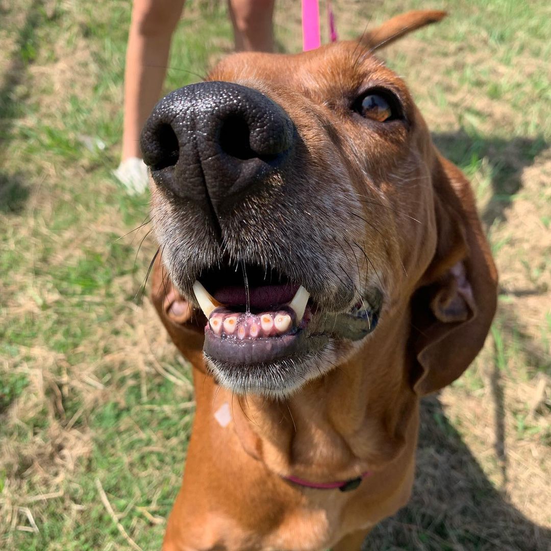 Who is looking for a best friend?!? LuLu is your gal!! 

Our sweet Lu is still stuck in boarding.. she is a very nice lady with so much love to give! She has been around other dogs and done very well. She’s house trained, and sometimes knows sit :)) LuLu is good car rider and loves to ride shotgun! 

If you are interested in LuLu please DM us!