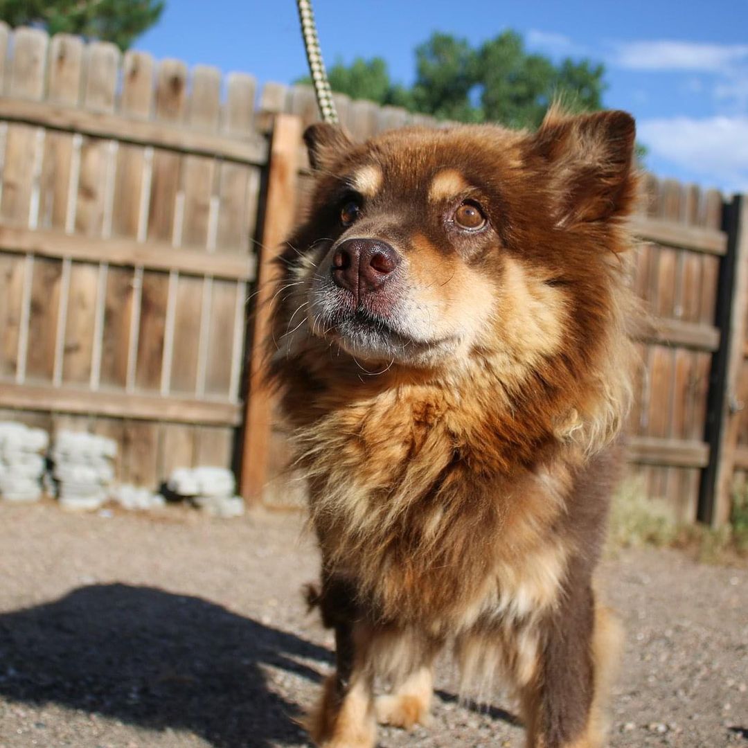 Teddybear arrived as a stray in mid-August after a suspected heat stroke. She was struggling to walk and required our staff to help her out of her bed to go outside. Still, we had hope. Fast forward to today, Teddybear, the 12 year old wonder, is walking. 

Our medical team has been working to ensure that she is not in any pain and has the chance to fully recover from her ailments. The floors were not friendly to her healing hip so Teddybear is now enjoying recovery in a foster home. Hopefully, if all goes well, Teddybear will be up for adoption soon.

Often, people ask why we don't talk about live release rates, despite having a 97% live release rate. This means that, as shelter that accepts every animal despite condition, 97% of our animals were rehabilitated, reunited with their owners, and/or adopted to a loving family in 2020. So why wouldn't we sing it from the rooftops? Because of Teddybear. She deserves to be more than a number and receive the decision that is most humane. We never want to pressure our team to turn away an animal in need or keep an animal in pain for the sake of numbers. If next year, the live release rate drops, we know that we made the most ethical decisions for the animals who we dedicate our lives to saving. It also means that we are confident that Teddybear is ready for her golden years.

Do you know of a home looking for a sweet Teddybear?