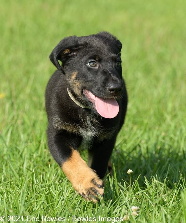 🐾🐾PUPPIES🐾🐾Liberty's puppies are ready for potential adopters to apply! Puppies will be adopted to homes where their people are around to house train and set them up for a successful life. 

Liberty the mom is a black German Shepherd Dog, we do not know the breed of dad, other than handsome and large ! 

👇
PLEASE SHARE!
🐾 apply to adopt at www.CaninePetRescue.com
🐾donate at https://caninepetrescue.networkforgood.com/