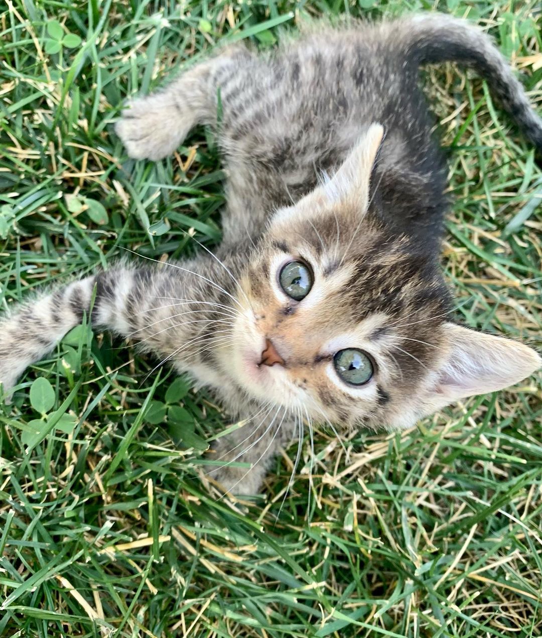 It is still kitten season here at BMHA! 

These sweet babies are part of the Veggie kitten litter, found by our National Guard in a humvee near the La Grande Airport. All EIGHT of them are now thriving and ready to be adopted! 

Visit our website bmhumane.org to see more available animals looking for their furr-ever homes.