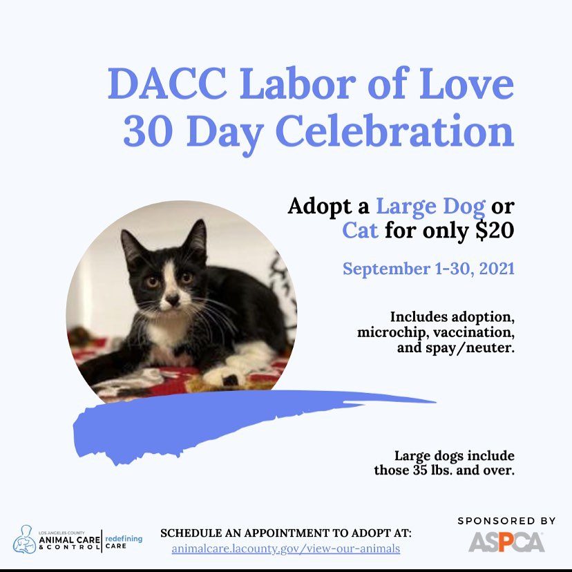 $20 adoptions for the month of September! On all cats and larger dogs. This does not include trust deposit and license fees <a target='_blank' href='https://www.instagram.com/explore/tags/adoptdontshop/'>#adoptdontshop</a> <a target='_blank' href='https://www.instagram.com/explore/tags/pitbullsofinstagram/'>#pitbullsofinstagram</a> <a target='_blank' href='https://www.instagram.com/explore/tags/catsofinstagram/'>#catsofinstagram</a> <a target='_blank' href='https://www.instagram.com/explore/tags/kittensofinstagram/'>#kittensofinstagram</a> <a target='_blank' href='https://www.instagram.com/explore/tags/dacccares/'>#dacccares</a>