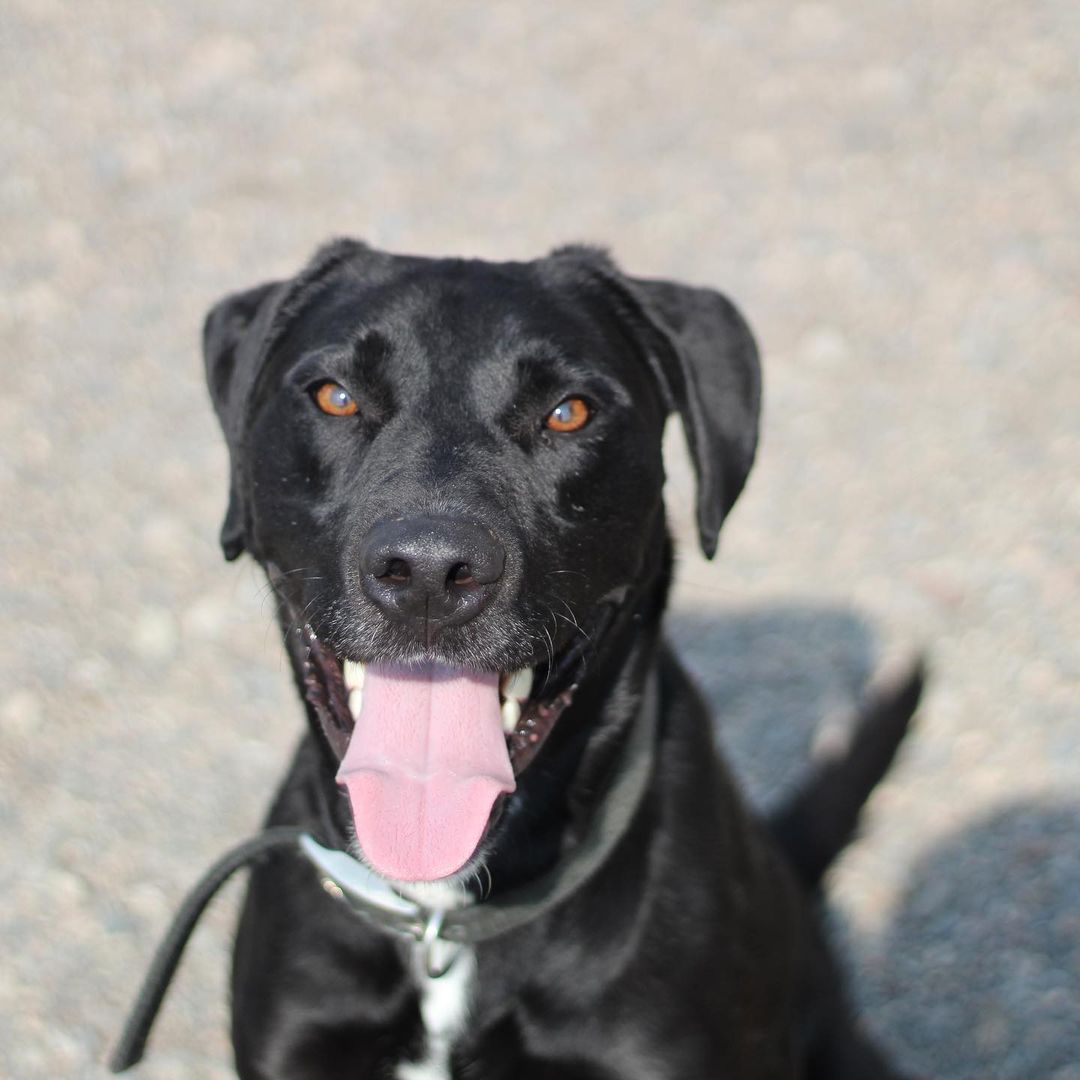 ~~ADOPTED!!~~
Hi! My name is Smoke. I'm a lab mix, 4 years old, 55 lbs, & I have a black coloring with just a bit of white here & there.

I was quite the menace when I came in! I ripped the door right off of one of the kennels one night & had a party in the back room! I've chilled out since then though, & I don't try to massacre every chain link I find. Not that I couldn't, but I might as well not cost these guys hundreds of dollars when they feed me & stuff, ya know? I make sure I let them know I could do it at any moment if I wanted, though! Gotta keep 'em on their toes, y'know what I'm sayin? I definitely live up to my name of 