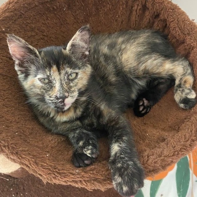 🌝 Hi, I’m Luna! I am looking for my lifelong forever family!

✨ I love to give lots of love and kisses and take naps cuddled up to my best friend. I am a curious girl and love to explore my world but will always want to have you by my side.

✨ I am very open to new friends. It doesn't take me long until i am BFFs with anyone I meet.

🧡🖤🤍🤎I am looking for a home with another, playful cat for me to befriend. I would also love to find a home with either of my brothers, Cedric or George.

💥 All Miss Dixie's Kittens are up-to-date on age-appropriate vaccines, microchipped, and spayed/neutered prior to adoption. All kittens are adopted as pairs or into homes with another playful resident cat.

If you're interested in adoption, please fill out an application: https://forms.gle/NgrVJA3DED9A2JG6A