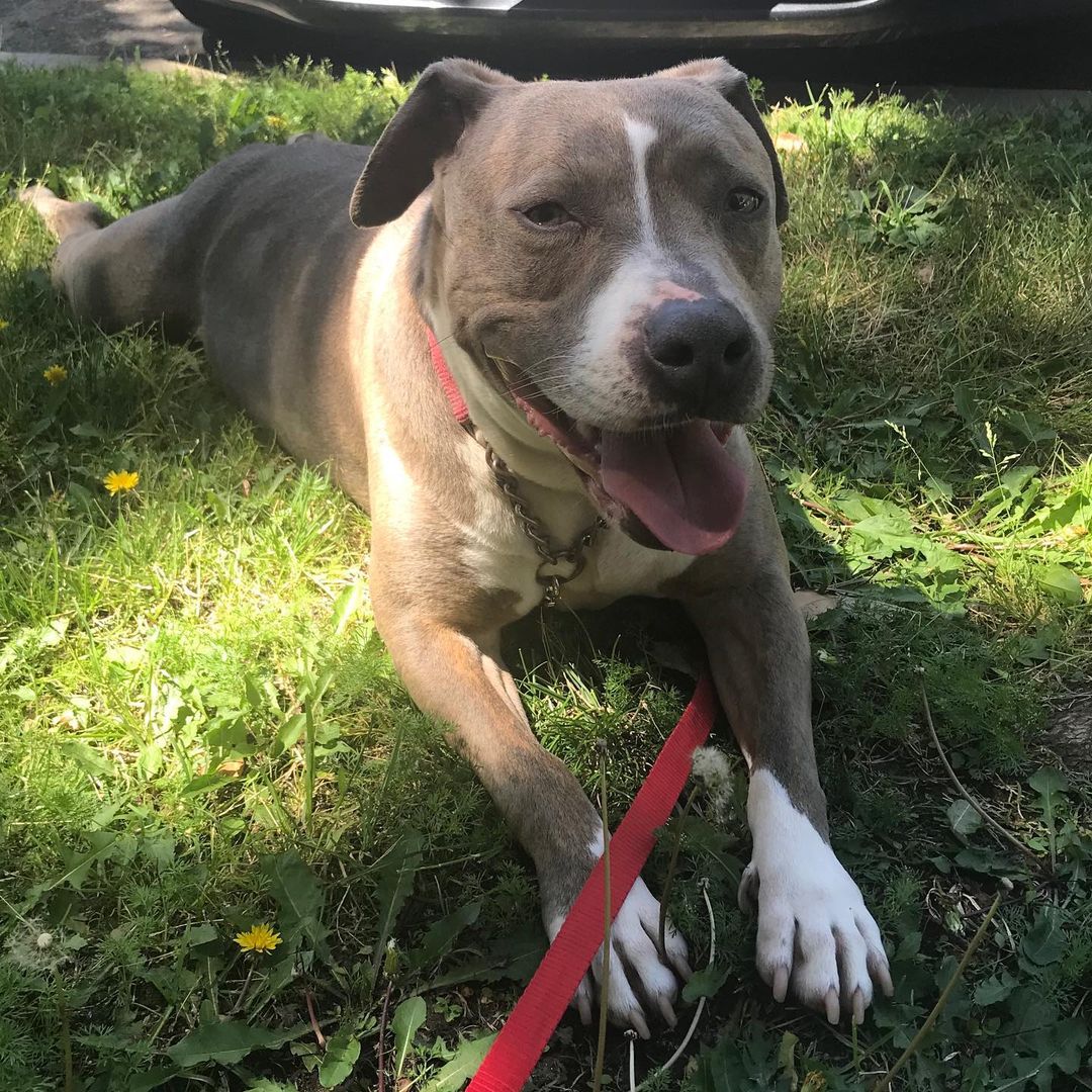 Meet adorable Staffie “Elle”. She is our longest resident so far and we all truly love her. Elle is a sweet sweet girl, who is protective of “her people”, because of this we want only experienced Staffie people for her. She is Approx 3 years old. She came to us with puppies and after all the puppies were adopted out, here Elle stays. She gets along with most dogs (males only and lower key dogs - non-dominate preferred). She does well with young dogs as well. She loves kids as well. She takes a moment to warm up, and like stated before, takes her “protector” job seriously. Ain’t no one going to mess with her family. Once she knows and trusts, she’s golden. Elle is slayed, microchipped, vaccinated, wormed and is well trained. She loves walks, will play ball, and loves rolling in the grass. If you’re interested in Elle, please text your email to: 760-428-2044 or email: freedomrescue1@gmail.com 

<a target='_blank' href='https://www.instagram.com/explore/tags/staffordshirebullterrier/'>#staffordshirebullterrier</a> <a target='_blank' href='https://www.instagram.com/explore/tags/staffygram/'>#staffygram</a> <a target='_blank' href='https://www.instagram.com/explore/tags/staffy/'>#staffy</a> <a target='_blank' href='https://www.instagram.com/explore/tags/staffordshireterrier/'>#staffordshireterrier</a> <a target='_blank' href='https://www.instagram.com/explore/tags/staffordshire/'>#staffordshire</a> <a target='_blank' href='https://www.instagram.com/explore/tags/adoptdontshop/'>#adoptdontshop</a> <a target='_blank' href='https://www.instagram.com/explore/tags/freedomrescuetemecula/'>#freedomrescuetemecula</a>