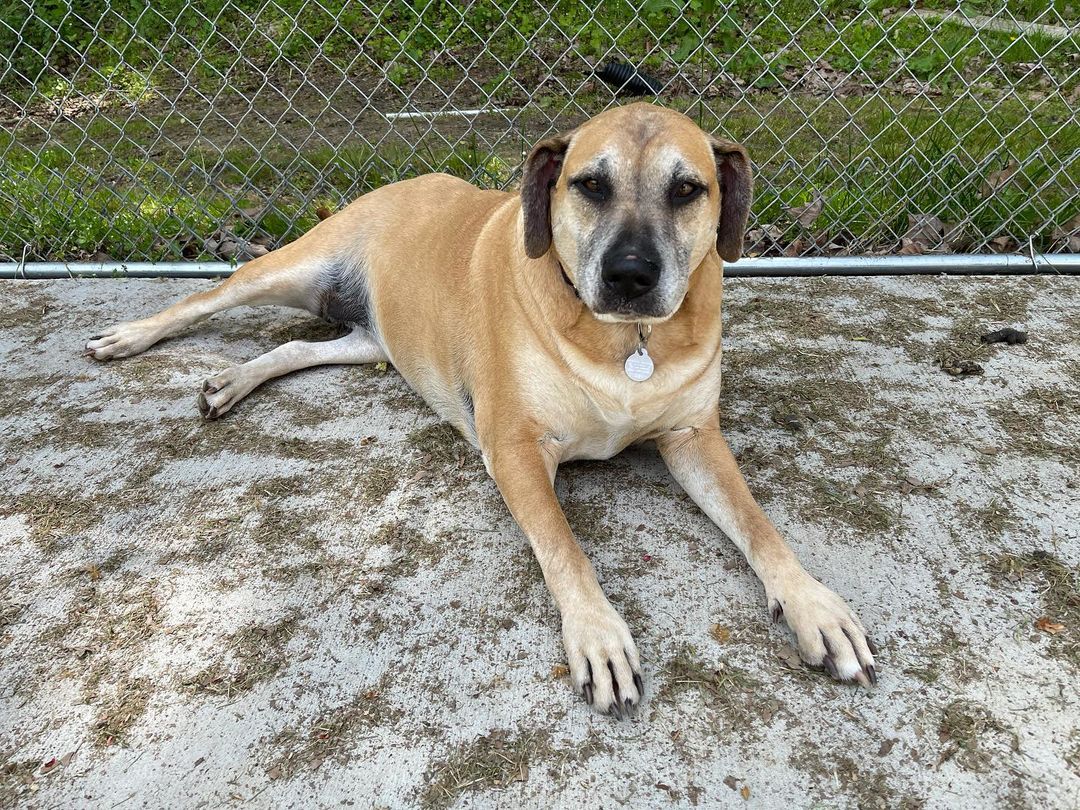 Our gal, Shena, has lost 16 lbs since she came to the shelter! At intake she weighed 96 lbs. you could tell she was facing discomfort and being obese as well as 7 years old as a mastiff mix didn’t mix well! Shena is still on route to her best healthy self but she’s progressing daily! Shena is able to keep up with her yard buddies now and she’s so much more spunky and happy. Obesity is abuse. This girl is a staff favorite. She does well with other dogs, she’s house trained, and she’s been a shelter resident for MONTHS now. Dogs aren’t disposable and we know Shena feels like she is. ❤️

She is vaccinated, dewormed, spayed, and microchipped. She’s just waiting on someone that will give her a home and regular exercise. 

If interested apply online, hshcwv.org 
•
<a target='_blank' href='https://www.instagram.com/explore/tags/hshcwv/'>#hshcwv</a> <a target='_blank' href='https://www.instagram.com/explore/tags/adopt/'>#adopt</a> <a target='_blank' href='https://www.instagram.com/explore/tags/adoptdontshop/'>#adoptdontshop</a> <a target='_blank' href='https://www.instagram.com/explore/tags/reacue/'>#reacue</a> <a target='_blank' href='https://www.instagram.com/explore/tags/rescuedogsofinstagram/'>#rescuedogsofinstagram</a> <a target='_blank' href='https://www.instagram.com/explore/tags/rescuedog/'>#rescuedog</a> <a target='_blank' href='https://www.instagram.com/explore/tags/adoptable/'>#adoptable</a> <a target='_blank' href='https://www.instagram.com/explore/tags/mastiffmix/'>#mastiffmix</a> <a target='_blank' href='https://www.instagram.com/explore/tags/olddogsneedlovetoo/'>#olddogsneedlovetoo</a> <a target='_blank' href='https://www.instagram.com/explore/tags/shena/'>#shena</a>