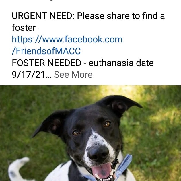 Please share!  Goku is to be euthanized on 9/17!  He needs a foster home!  DM us for details!