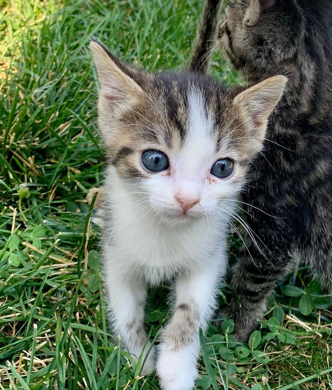 It is still kitten season here at BMHA! 

These sweet babies are part of the Veggie kitten litter, found by our National Guard in a humvee near the La Grande Airport. All EIGHT of them are now thriving and ready to be adopted! 

Visit our website bmhumane.org to see more available animals looking for their furr-ever homes.