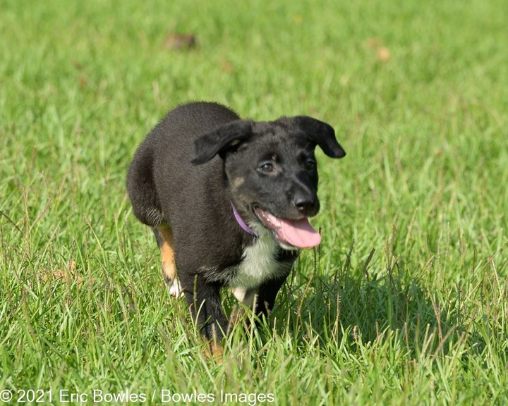 🐾🐾PUPPIES🐾🐾Liberty's puppies are ready for potential adopters to apply! Puppies will be adopted to homes where their people are around to house train and set them up for a successful life. 

Liberty the mom is a black German Shepherd Dog, we do not know the breed of dad, other than handsome and large ! 

👇
PLEASE SHARE!
🐾 apply to adopt at www.CaninePetRescue.com
🐾donate at https://caninepetrescue.networkforgood.com/