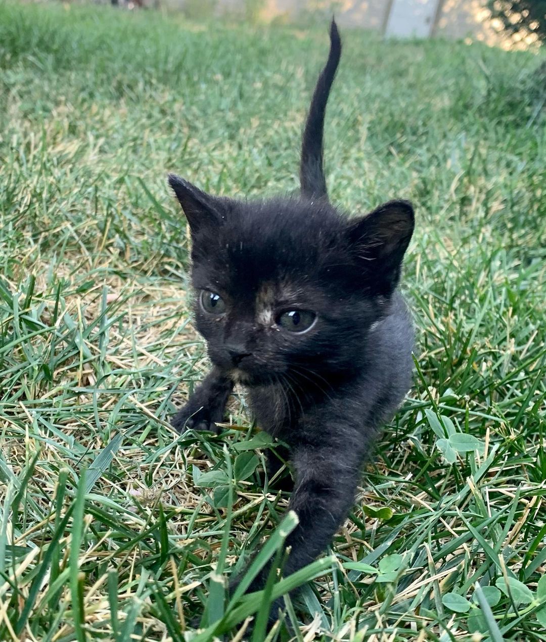 It is still kitten season here at BMHA! 

These sweet babies are part of the Veggie kitten litter, found by our National Guard in a humvee near the La Grande Airport. All EIGHT of them are now thriving and ready to be adopted! 

Visit our website bmhumane.org to see more available animals looking for their furr-ever homes.