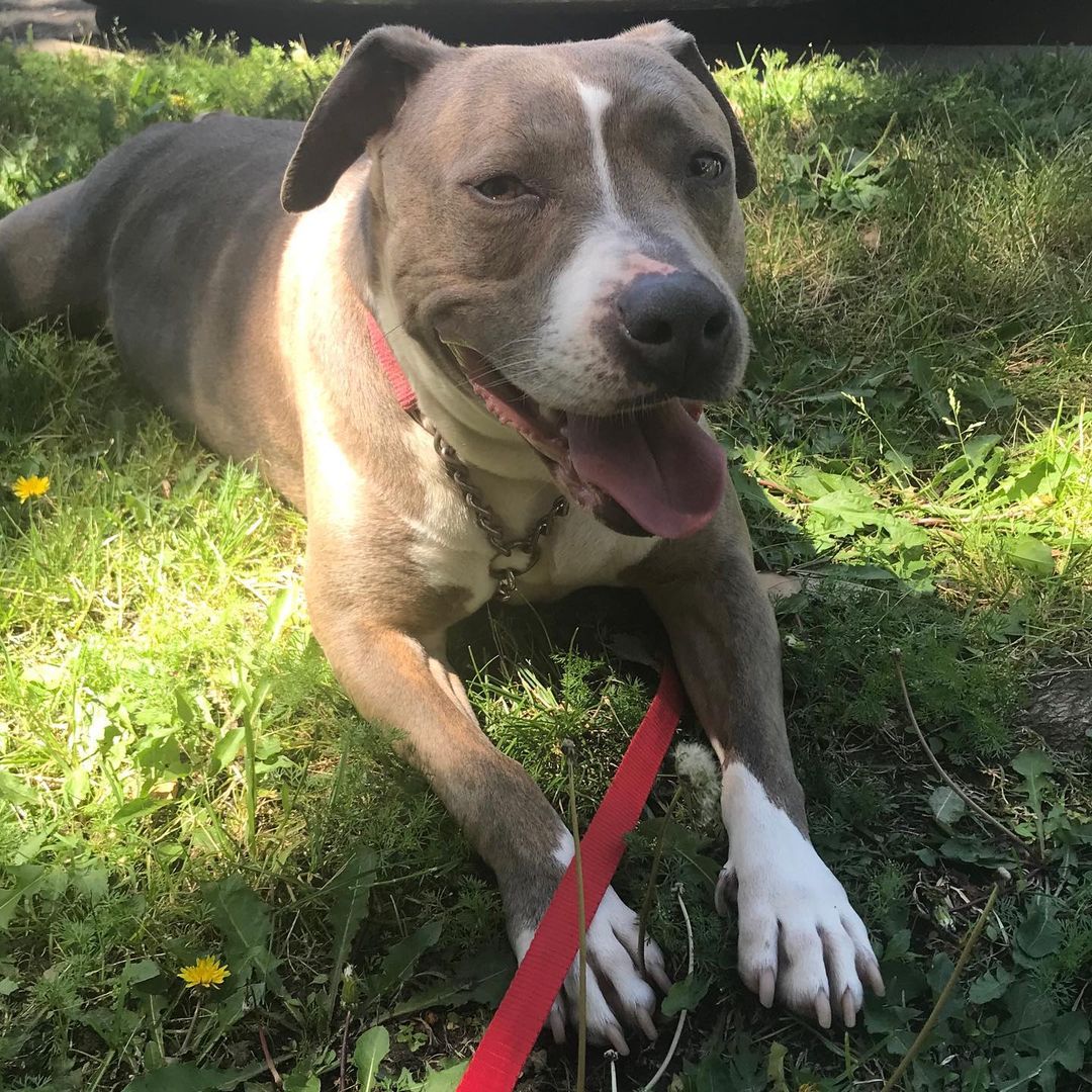 Meet adorable Staffie “Elle”. She is our longest resident so far and we all truly love her. Elle is a sweet sweet girl, who is protective of “her people”, because of this we want only experienced Staffie people for her. She is Approx 3 years old. She came to us with puppies and after all the puppies were adopted out, here Elle stays. She gets along with most dogs (males only and lower key dogs - non-dominate preferred). She does well with young dogs as well. She loves kids as well. She takes a moment to warm up, and like stated before, takes her “protector” job seriously. Ain’t no one going to mess with her family. Once she knows and trusts, she’s golden. Elle is slayed, microchipped, vaccinated, wormed and is well trained. She loves walks, will play ball, and loves rolling in the grass. If you’re interested in Elle, please text your email to: 760-428-2044 or email: freedomrescue1@gmail.com 

<a target='_blank' href='https://www.instagram.com/explore/tags/staffordshirebullterrier/'>#staffordshirebullterrier</a> <a target='_blank' href='https://www.instagram.com/explore/tags/staffygram/'>#staffygram</a> <a target='_blank' href='https://www.instagram.com/explore/tags/staffy/'>#staffy</a> <a target='_blank' href='https://www.instagram.com/explore/tags/staffordshireterrier/'>#staffordshireterrier</a> <a target='_blank' href='https://www.instagram.com/explore/tags/staffordshire/'>#staffordshire</a> <a target='_blank' href='https://www.instagram.com/explore/tags/adoptdontshop/'>#adoptdontshop</a> <a target='_blank' href='https://www.instagram.com/explore/tags/freedomrescuetemecula/'>#freedomrescuetemecula</a>