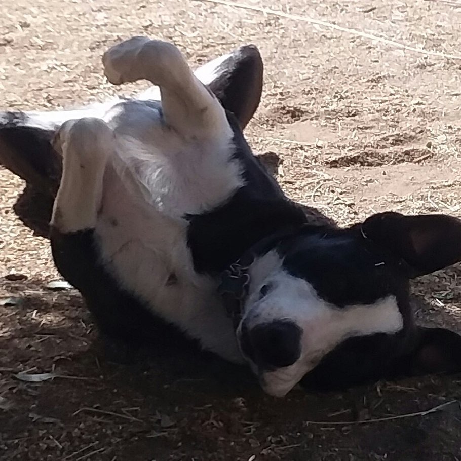 How could you say No to this love bug? This amazing Border Collie X is so smart, so loving, so willing, yet had a very hard start to life. He is about 1.5 years old and the first 10 months of his life were tied to a chain and not loved which made him untrusting. Thankfully, he is treat motivated, so he comes around pretty quickly with people. Chop loves tummy rubs, and huge hugs, and kisses. He is eager to please, get me along with most other dogs. He is neutered, microchipped, wormed, up to date on vaccines, knows his basic commands and just a super smart pup ready for any obstacle course. If interested just text your email addy to: 760-428-2044 and say CHOP <a target='_blank' href='https://www.instagram.com/explore/tags/bordercolliesofinstagram/'>#bordercolliesofinstagram</a> <a target='_blank' href='https://www.instagram.com/explore/tags/bordercollies/'>#bordercollies</a> <a target='_blank' href='https://www.instagram.com/explore/tags/adoptdontshop/'>#adoptdontshop</a> <a target='_blank' href='https://www.instagram.com/explore/tags/adoptme/'>#adoptme</a> <a target='_blank' href='https://www.instagram.com/explore/tags/takemehome/'>#takemehome</a>