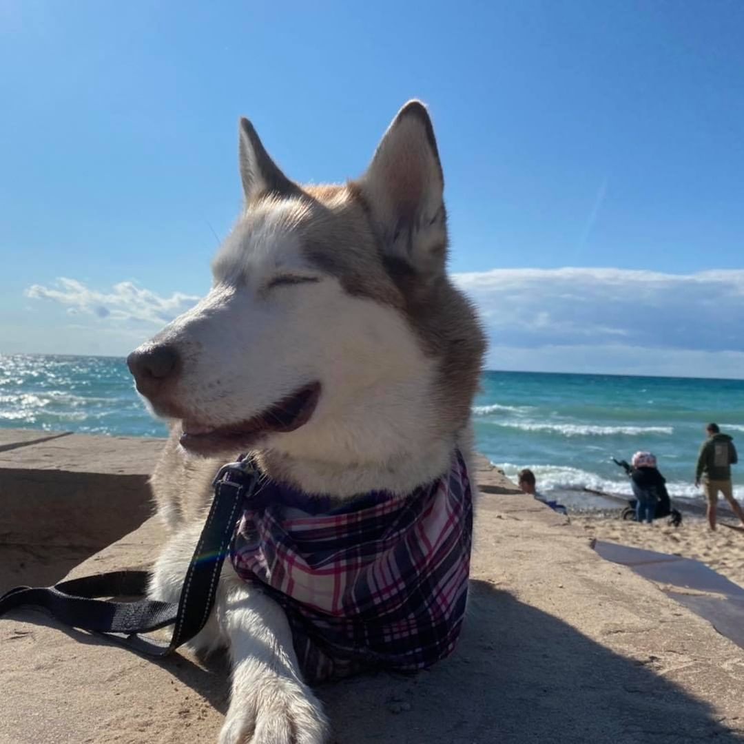 We had an AWESOME donation of food from our friends at Harbor Humane, thank you again Del, you are PAWSOME! 
And the bonus was Bill and his lovely wife Lindsey Riley brought Hope with them for the food delivery!!! It’s been a year since I saw Hope last, and yes, she’s still the Princess 👑 🥰, and she and her family got in some beach time after their visit!
And then little Sam stopped by to see Hope and Winter, and his mom Danae brought presents for everyone!  I snuck a photo of Sam with his new friend Phoenix from his moms page😉, because I was so engaged in listening to him I forgot to take a photo!🤦🏼‍♀️
What a wonderful holiday weekend we are having!  I hope you are all enjoying the holiday as much as we are!
Happy Labor Day! <a target='_blank' href='https://www.instagram.com/explore/tags/labordayweekend/'>#labordayweekend</a> <a target='_blank' href='https://www.instagram.com/explore/tags/LaborDay/'>#LaborDay</a> <a target='_blank' href='https://www.instagram.com/explore/tags/harborhumane/'>#harborhumane</a> <a target='_blank' href='https://www.instagram.com/explore/tags/tinasbedandbiscuit/'>#tinasbedandbiscuit</a> <a target='_blank' href='https://www.instagram.com/explore/tags/rescuedogsofinstagram/'>#rescuedogsofinstagram</a> <a target='_blank' href='https://www.instagram.com/explore/tags/rescuedogs/'>#rescuedogs</a> <a target='_blank' href='https://www.instagram.com/explore/tags/donate/'>#donate</a>