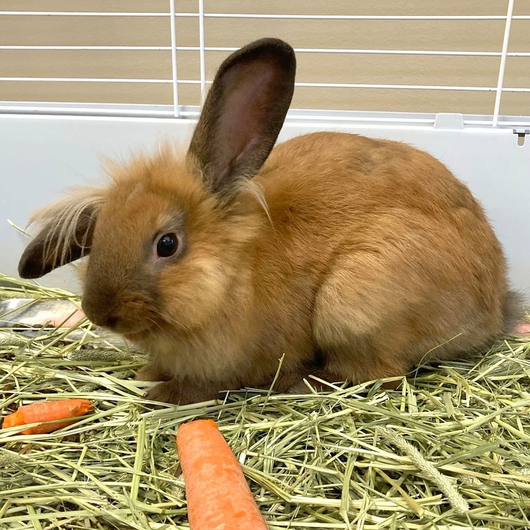 **UPDATE: ADOPTED!** 🐰 Flash is an adorable, sweet rabbit. He is litter box trained and was occasionally free-roaming in a previous home. Flash also has a history of doing well with children. Stop by the Center to meet Flash.

<a target='_blank' href='https://www.instagram.com/explore/tags/MCPetAdoption/'>#MCPetAdoption</a> <a target='_blank' href='https://www.instagram.com/explore/tags/AdoptDontShop/'>#AdoptDontShop</a> <a target='_blank' href='https://www.instagram.com/explore/tags/AdoptableRabbit/'>#AdoptableRabbit</a> <a target='_blank' href='https://www.instagram.com/explore/tags/TanRabbit/'>#TanRabbit</a> <a target='_blank' href='https://www.instagram.com/explore/tags/MontgomeryCountyVa/'>#MontgomeryCountyVa</a> <a target='_blank' href='https://www.instagram.com/explore/tags/BlacksburgVa/'>#BlacksburgVa</a> <a target='_blank' href='https://www.instagram.com/explore/tags/ChristiansburgVa/'>#ChristiansburgVa</a> <a target='_blank' href='https://www.instagram.com/explore/tags/Blacksburg/'>#Blacksburg</a> <a target='_blank' href='https://www.instagram.com/explore/tags/Christiansburg/'>#Christiansburg</a>