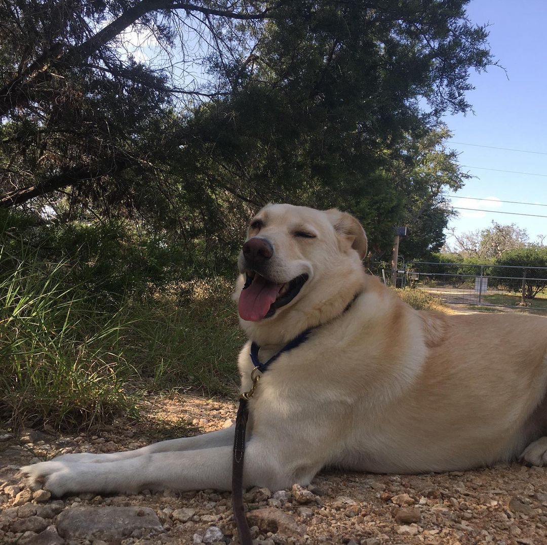 C'mon, Loki, we're about 3 minutes from home and air conditioning. Can we PLEASE finish our walk?!
<a target='_blank' href='https://www.instagram.com/explore/tags/adoptdontshop/'>#adoptdontshop</a> <a target='_blank' href='https://www.instagram.com/explore/tags/trickster/'>#trickster</a> <a target='_blank' href='https://www.instagram.com/explore/tags/loki/'>#loki</a> <a target='_blank' href='https://www.instagram.com/explore/tags/georgetowntx/'>#georgetowntx</a> <a target='_blank' href='https://www.instagram.com/explore/tags/funnydog/'>#funnydog</a> <a target='_blank' href='https://www.instagram.com/explore/tags/stubborn/'>#stubborn</a> <a target='_blank' href='https://www.instagram.com/explore/tags/stubborndog/'>#stubborndog</a> <a target='_blank' href='https://www.instagram.com/explore/tags/independentminded/'>#independentminded</a>