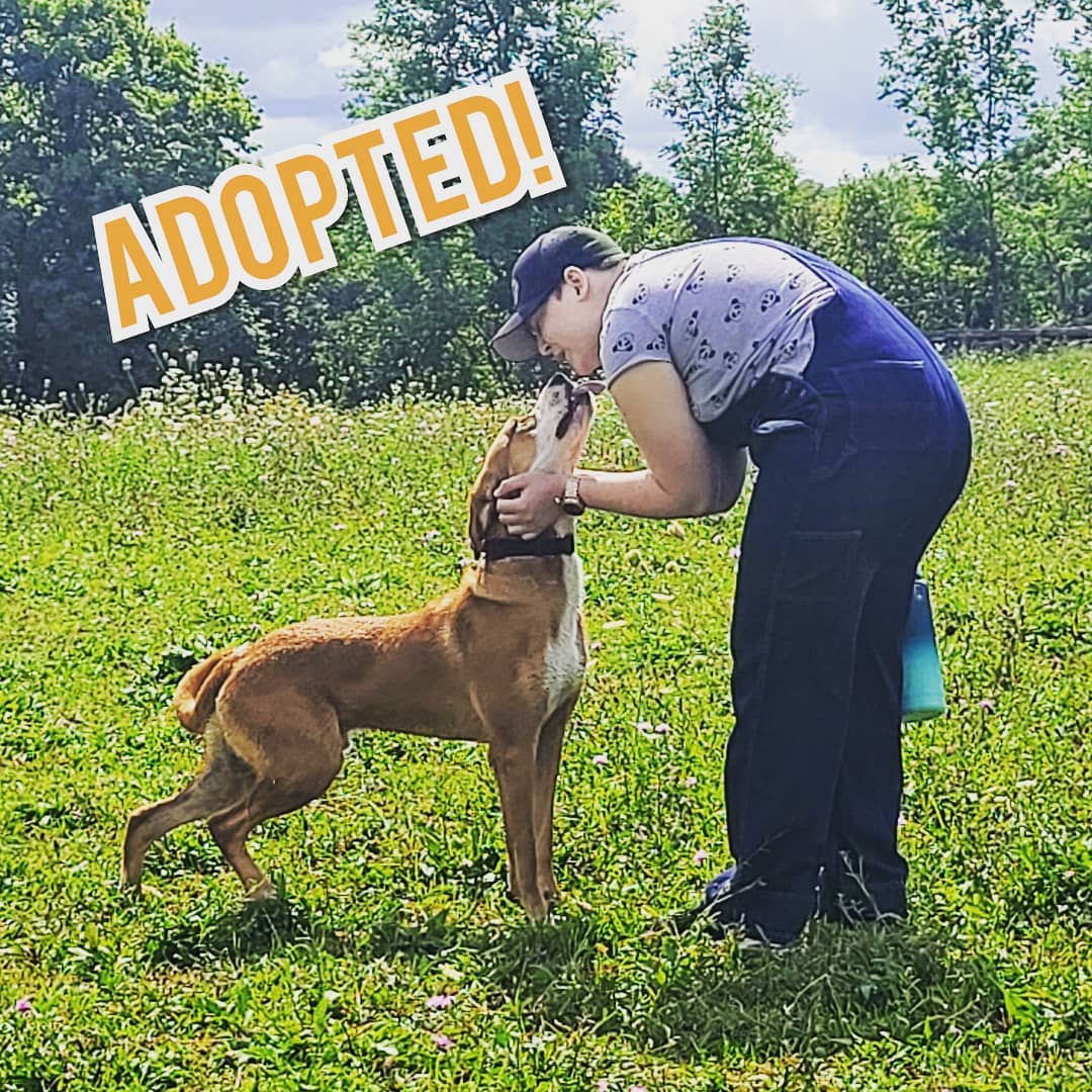 Congratulations on your new home Bandit!
Thank you to @northgrey.k9 for taking the lead on his training and helping to find his furever home!
<a target='_blank' href='https://www.instagram.com/explore/tags/newlife/'>#newlife</a> <a target='_blank' href='https://www.instagram.com/explore/tags/newhome/'>#newhome</a> <a target='_blank' href='https://www.instagram.com/explore/tags/fureverhome/'>#fureverhome</a> <a target='_blank' href='https://www.instagram.com/explore/tags/furever/'>#furever</a> <a target='_blank' href='https://www.instagram.com/explore/tags/adopted/'>#adopted</a> <a target='_blank' href='https://www.instagram.com/explore/tags/adopteddog/'>#adopteddog</a> <a target='_blank' href='https://www.instagram.com/explore/tags/mastiff/'>#mastiff</a> <a target='_blank' href='https://www.instagram.com/explore/tags/mastiffpuppy/'>#mastiffpuppy</a> <a target='_blank' href='https://www.instagram.com/explore/tags/animalrescue/'>#animalrescue</a> <a target='_blank' href='https://www.instagram.com/explore/tags/rescuelife/'>#rescuelife</a> <a target='_blank' href='https://www.instagram.com/explore/tags/dogtrainer/'>#dogtrainer</a> <a target='_blank' href='https://www.instagram.com/explore/tags/training/'>#training</a> <a target='_blank' href='https://www.instagram.com/explore/tags/dogtraining/'>#dogtraining</a> <a target='_blank' href='https://www.instagram.com/explore/tags/dogrehab/'>#dogrehab</a> <a target='_blank' href='https://www.instagram.com/explore/tags/bestlife/'>#bestlife</a> <a target='_blank' href='https://www.instagram.com/explore/tags/happydog/'>#happydog</a> <a target='_blank' href='https://www.instagram.com/explore/tags/congratulations/'>#congratulations</a> <a target='_blank' href='https://www.instagram.com/explore/tags/dogrescue/'>#dogrescue</a> <a target='_blank' href='https://www.instagram.com/explore/tags/doglover/'>#doglover</a> <a target='_blank' href='https://www.instagram.com/explore/tags/balancedtraining/'>#balancedtraining</a> <a target='_blank' href='https://www.instagram.com/explore/tags/bonded/'>#bonded</a> <a target='_blank' href='https://www.instagram.com/explore/tags/newmom/'>#newmom</a> <a target='_blank' href='https://www.instagram.com/explore/tags/puppylove/'>#puppylove</a> <a target='_blank' href='https://www.instagram.com/explore/tags/labradorretriever/'>#labradorretriever</a> <a target='_blank' href='https://www.instagram.com/explore/tags/mixedbreed/'>#mixedbreed</a>