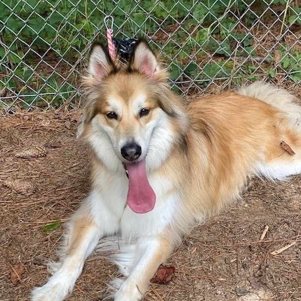 😡 Bentley was turned in to animal control by his owner after they bought a new purebred puppy. He is a DOLL of a dog and will make a great companion for most homes. ⭐He can be a little too much energy for some dogs, and definitely does not need to be with a young energetic puppy.  He has done fine with calmer dogs, both small and large.  Bentley has a good track record at a local daycare, and is healthy and for adoption. 
⭐⭐⭐Check this guy out - he could be your next best friend !! He is a three year old Collie mix.
👇
PLEASE SHARE!
🐾 apply to adopt at www.CaninePetRescue.com