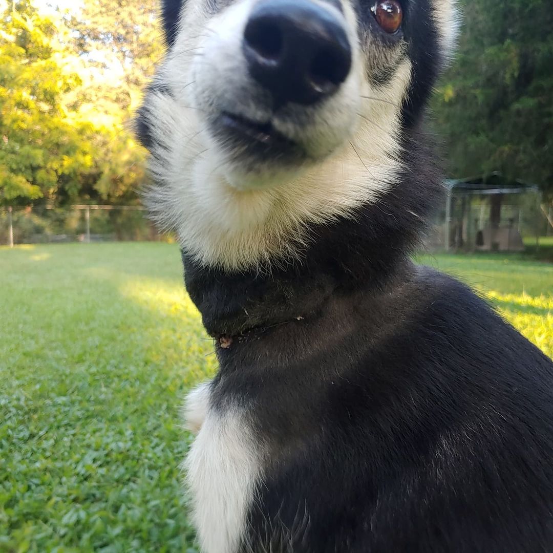 Meet Andy (as in Andromache). She is new here, about 1.5 years old and sweet as can be despite her current condition. ❤❤ She was rescued with an embedded collar which has been stitched up and needs to heal and she is also heartworm-positive. She will be available for adoption in a few months. (But you can come visit!) <a target='_blank' href='https://www.instagram.com/explore/tags/graphicpictures/'>#graphicpictures</a> <a target='_blank' href='https://www.instagram.com/explore/tags/gorgeoushusky/'>#gorgeoushusky</a> 
.
.
.
.
.
<a target='_blank' href='https://www.instagram.com/explore/tags/singingdogfarm/'>#singingdogfarm</a> <a target='_blank' href='https://www.instagram.com/explore/tags/singingdogfarmrescue/'>#singingdogfarmrescue</a> <a target='_blank' href='https://www.instagram.com/explore/tags/huskyrescue/'>#huskyrescue</a> <a target='_blank' href='https://www.instagram.com/explore/tags/adoptablehusky/'>#adoptablehusky</a> <a target='_blank' href='https://www.instagram.com/explore/tags/rescuehuskies/'>#rescuehuskies</a> <a target='_blank' href='https://www.instagram.com/explore/tags/nchuskies/'>#nchuskies</a> <a target='_blank' href='https://www.instagram.com/explore/tags/huskiesareawesome/'>#huskiesareawesome</a> <a target='_blank' href='https://www.instagram.com/explore/tags/adoptahusky/'>#adoptahusky</a> <a target='_blank' href='https://www.instagram.com/explore/tags/adoptablehuskies/'>#adoptablehuskies</a> <a target='_blank' href='https://www.instagram.com/explore/tags/siberianhusky/'>#siberianhusky</a> <a target='_blank' href='https://www.instagram.com/explore/tags/siberianhuskydogs/'>#siberianhuskydogs</a> <a target='_blank' href='https://www.instagram.com/explore/tags/ncdogs/'>#ncdogs</a> <a target='_blank' href='https://www.instagram.com/explore/tags/rescuedogs/'>#rescuedogs</a> <a target='_blank' href='https://www.instagram.com/explore/tags/huskiesofinstagram/'>#huskiesofinstagram</a> <a target='_blank' href='https://www.instagram.com/explore/tags/huskiesofig/'>#huskiesofig</a> <a target='_blank' href='https://www.instagram.com/explore/tags/ncrescuedogs/'>#ncrescuedogs</a>