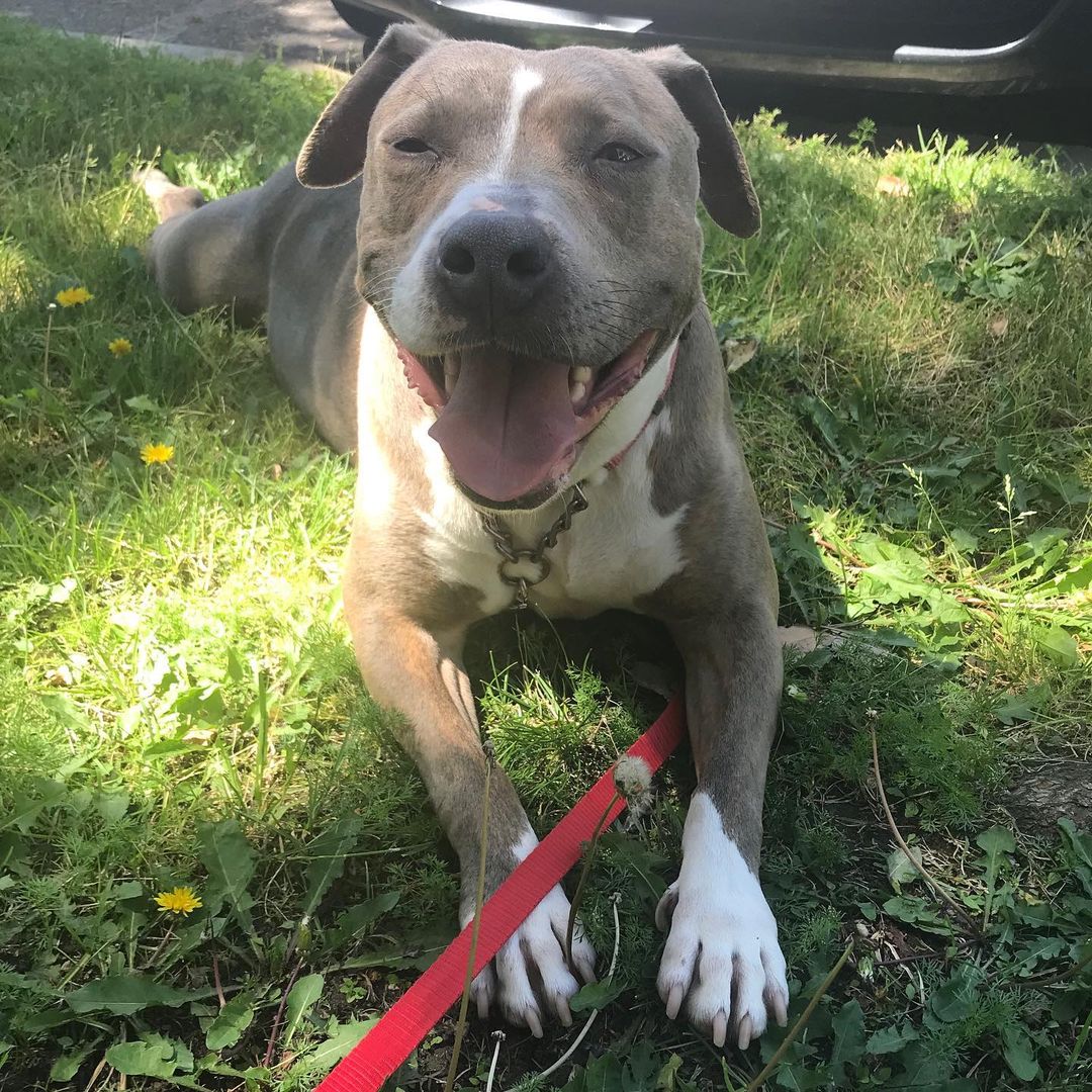 Meet adorable Staffie “Elle”. She is our longest resident so far and we all truly love her. Elle is a sweet sweet girl, who is protective of “her people”, because of this we want only experienced Staffie people for her. She is Approx 3 years old. She came to us with puppies and after all the puppies were adopted out, here Elle stays. She gets along with most dogs (males only and lower key dogs - non-dominate preferred). She does well with young dogs as well. She loves kids as well. She takes a moment to warm up, and like stated before, takes her “protector” job seriously. Ain’t no one going to mess with her family. Once she knows and trusts, she’s golden. Elle is slayed, microchipped, vaccinated, wormed and is well trained. She loves walks, will play ball, and loves rolling in the grass. If you’re interested in Elle, please text your email to: 760-428-2044 or email: freedomrescue1@gmail.com 

<a target='_blank' href='https://www.instagram.com/explore/tags/staffordshirebullterrier/'>#staffordshirebullterrier</a> <a target='_blank' href='https://www.instagram.com/explore/tags/staffygram/'>#staffygram</a> <a target='_blank' href='https://www.instagram.com/explore/tags/staffy/'>#staffy</a> <a target='_blank' href='https://www.instagram.com/explore/tags/staffordshireterrier/'>#staffordshireterrier</a> <a target='_blank' href='https://www.instagram.com/explore/tags/staffordshire/'>#staffordshire</a> <a target='_blank' href='https://www.instagram.com/explore/tags/adoptdontshop/'>#adoptdontshop</a> <a target='_blank' href='https://www.instagram.com/explore/tags/freedomrescuetemecula/'>#freedomrescuetemecula</a>