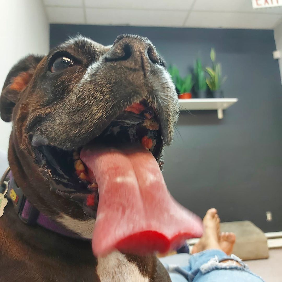 Being squished by a boxer has its pros, like this view 😛  Her name should have been Gene Simmons 🤘

<a target='_blank' href='https://www.instagram.com/explore/tags/boxer/'>#boxer</a> <a target='_blank' href='https://www.instagram.com/explore/tags/boarding/'>#boarding</a> <a target='_blank' href='https://www.instagram.com/explore/tags/torontodogs/'>#torontodogs</a> <a target='_blank' href='https://www.instagram.com/explore/tags/etobicokedogs/'>#etobicokedogs</a> <a target='_blank' href='https://www.instagram.com/explore/tags/boxersofinstagram/'>#boxersofinstagram</a> <a target='_blank' href='https://www.instagram.com/explore/tags/lovedogs/'>#lovedogs</a> <a target='_blank' href='https://www.instagram.com/explore/tags/longtongue/'>#longtongue</a> <a target='_blank' href='https://www.instagram.com/explore/tags/thedoggos/'>#thedoggos</a> <a target='_blank' href='https://www.instagram.com/explore/tags/dogsofinstagram/'>#dogsofinstagram</a> <a target='_blank' href='https://www.instagram.com/explore/tags/oldgirl/'>#oldgirl</a> <a target='_blank' href='https://www.instagram.com/explore/tags/cuddles/'>#cuddles</a> <a target='_blank' href='https://www.instagram.com/explore/tags/squishedface/'>#squishedface</a>