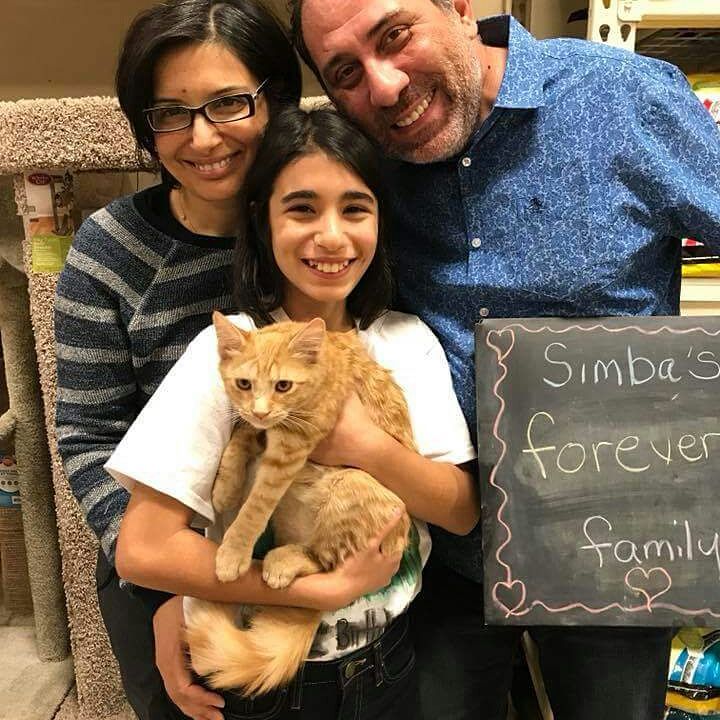 Hello everyone! Hope everyone had a GREAT Thanksgiving! We had 3 wonderful adoptions this weekend. Meow Meow, Simba and Bowie went to their new forever homes. Have great lives, kitties!